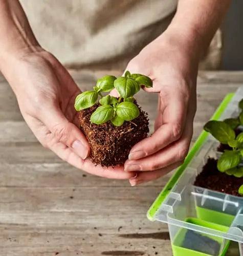 Burpee SuperSeed Seed Starting Tray | 16 XL Cell | Reusable & Dishwasher Safe | for Starting Vegetable Seeds, Flower Seeds & Herb Seeds | Indoor Grow Kit for Deep-Rooted Seedlings, Green Burpee