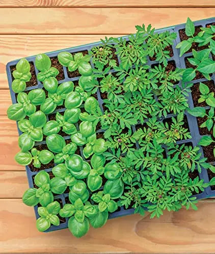 Burpee Greenhouse Indoor Starting Herbs, Flowers and Vegetables | Includes Dome, Watering, Seed Starter Tray, Coir Pellets | 10" W x 20" L x 5" H, One Size, 1 Kit (72 Cells) Burpee