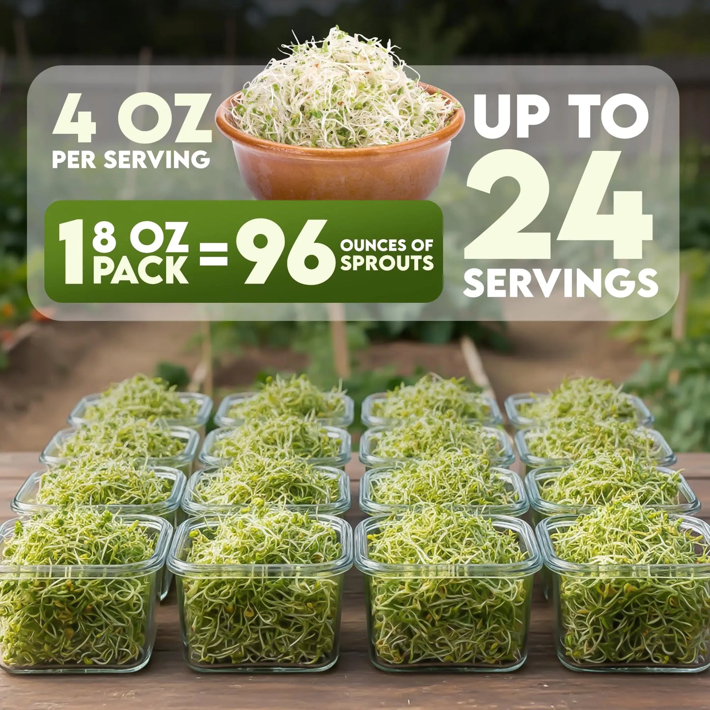Nature Jims Sprouts Organic Broccoli Seeds for Sprouting – Certified Non-GMO, Rich in Sulforaphane, Swift-Growing Microgreen Seeds for Nutritious Broccoli Sprouts – Ideal for Indoor/Outdoor Use – 8oz Nature Jims Sprouts